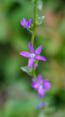 Fototapeta premium Triodanis biflora and known commonly as small Venus' looking-glass.
