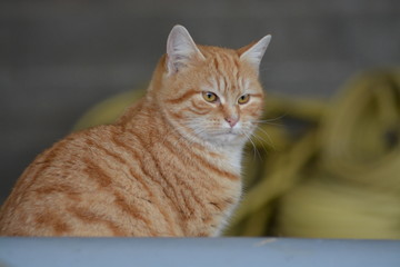 Gatos salvajes del campo