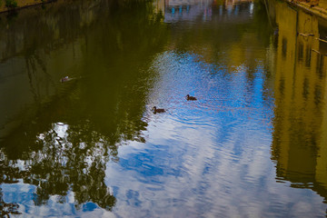 Group of ducks swimming in Alzette river in old town of Luxembourg City, Luxembourg, with reflections in the clear water