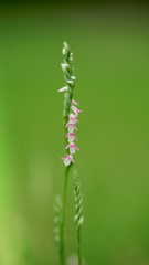 Spiranthes sinensis, one of the smallest orchids in the world, often growing on the lawns of the city.