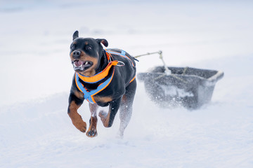 German Rottweiler dog fun running on the snow drifts.