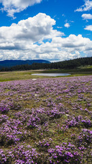 Scenery of the Qinghai-Tibet Plateau, Shangri-La, Yunnan, China.