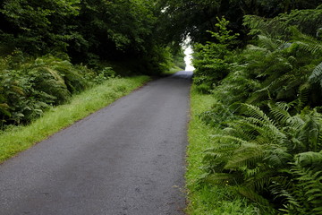 Camino