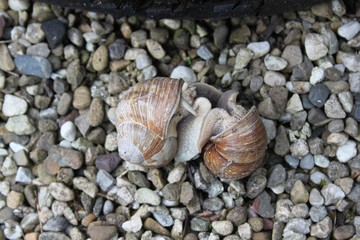 Schneckenliebe