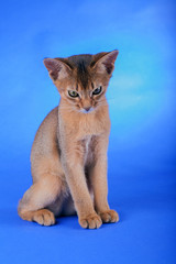 Fototapeta na wymiar An little male abyssinian ruddy cat, kitty