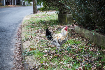 Rooster by the Road