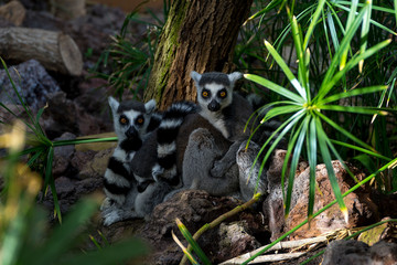 Two lemurs are sitting in the foliage. 