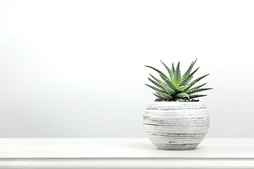 Succulent cactus in a pot closeup.