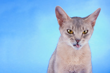Adult female  abyssinian blue cat