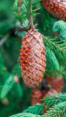 Picea asperata (dragon spruce; Chinese: yun shan) is a spruce native to western China, from eastern Qinghai, southern Gansu and southwestern Shaanxi south to western Sichuan.