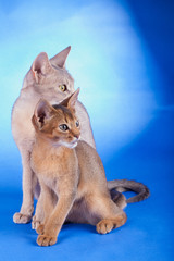 Two abyssinian cats on a blue background
