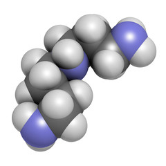 Spermidine molecule. 3D rendering. Atoms are represented as spheres with conventional color coding: hydrogen (white), carbon (grey), nitrogen (blue).