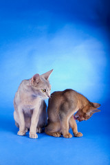 Two abyssinian cats on a blue background