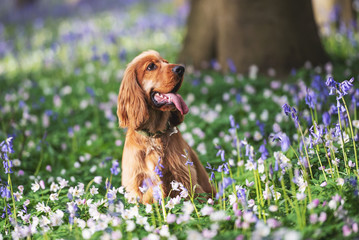 A cocker spaniel playing among bluebells in the woods