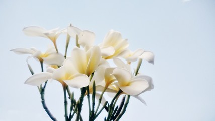Fototapeta na wymiar Beautiful white flowers blossoming in the garden