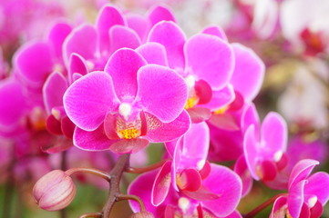 Fototapeta na wymiar Phalaenopsis flowers