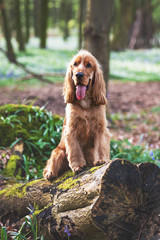 A cocker spaniel playing among bluebells in the woods