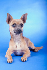 Studio shot of an brown Chihuahua dog