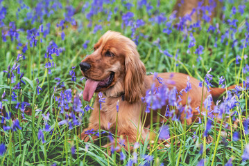 A cocker spaniel playing among bluebells in the woods