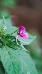 Impatiens tienmushanica flower, lovely wild flower.