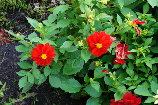 Red flowers in garden