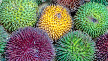 Fototapeta premium different variety of durian fruit that can be found in Borneo, Indonesia.; D. conatus, Durio kutejensis, Durio zibethinus, Durio oxleyanus, Durio dulcis