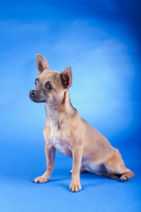 Studio shot of an brown Chihuahua dog