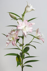 Bouquet of gently pink lily flowers isolated on gray background.