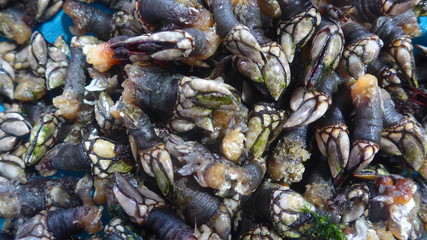 Barnacles, Crustaceans, Delicacy, Seafood, Close-up