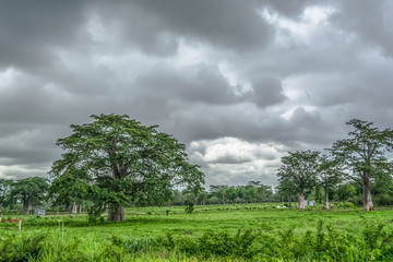 View with typical tropical landscape, baobab trees and other types of vegetation, cloudy sky as background