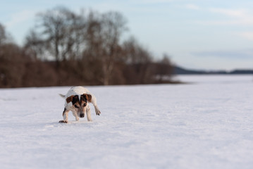 12 years old frozen Jack Russell Terrier dog is walking over a snowy meadow in winter. Dog has cold feet.