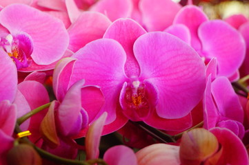 Fototapeta na wymiar Phalaenopsis flowers