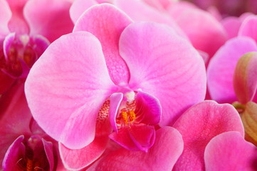 Phalaenopsis flowers