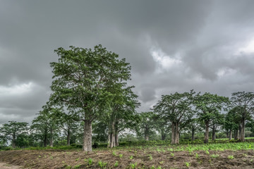 View with typical tropical landscape, baobab trees and other types of vegetation, cloudy sky as...