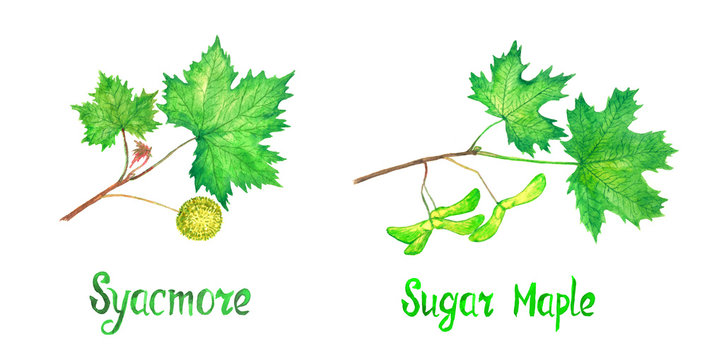 Sycamore (american sycamore tree, platanus occidentalis) Sugar maple branch with green leaves and fruit, seeds, hand painted watercolor illustration with inscription isolated on white set