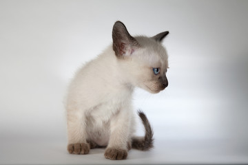 An siamese cat on a white background