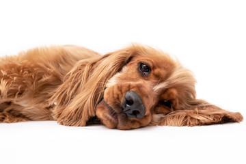 15 Month old cocker spaniel photo shoot isolated on white background