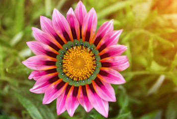 Obraz premium Beautiful floral spring abstract background of nature. Branches of blossoming apricot macro with soft focus.For easter and spring greeting cards with copy space