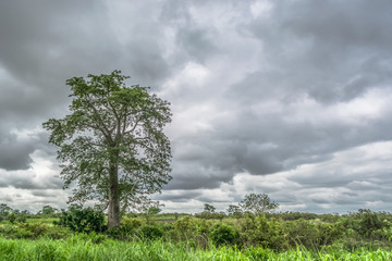 View with typical tropical landscape, baobab trees and other types of vegetation, cloudy sky as...