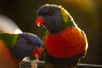 two rainbow lorikeets couple pair with sun light