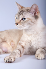 An siamese cat on a white background