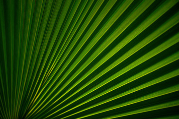 Obraz premium Texture background of backlit fresh green palm leaf in botanical tropical garden. Herbs creating lines, stripes and patterns. 