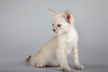 An siamese cat on a white background