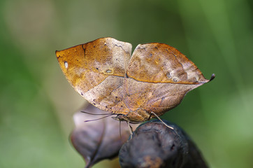 Close-up on kallima butterfly know as oakleaf