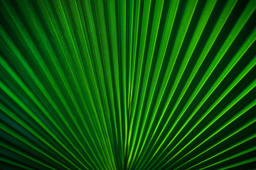 Texture background of backlit fresh green palm leaf in botanical tropical garden. Herbs creating lines, stripes and patterns. 
