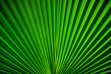 Fototapeta premium Texture background of backlit fresh green palm leaf in botanical tropical garden. Herbs creating lines, stripes and patterns. 