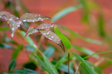 Transparent drops of rain on the graceful leaves of the Nandina domestic or Heavenly Bamboo on red background. Selective focus. Chic backdrop for any design idea.