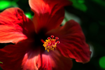 Beautiful red hibiscus flower with yellow pollen in the middle of blossom on green background in tropical botanical garden. Hibiscus plants are used to produce tea and liquid extracts  