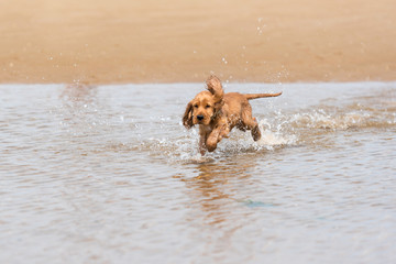3 month old cocker spaniel puppy running in the sea at the beach