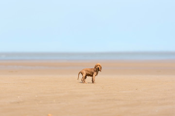 3 month old cocker spaniel puppy playing at the beach